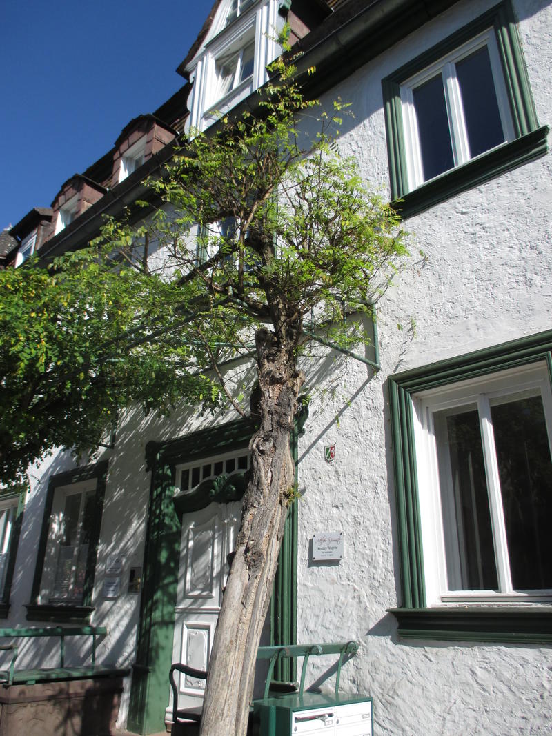 Detailansicht der Adresse anzeigen